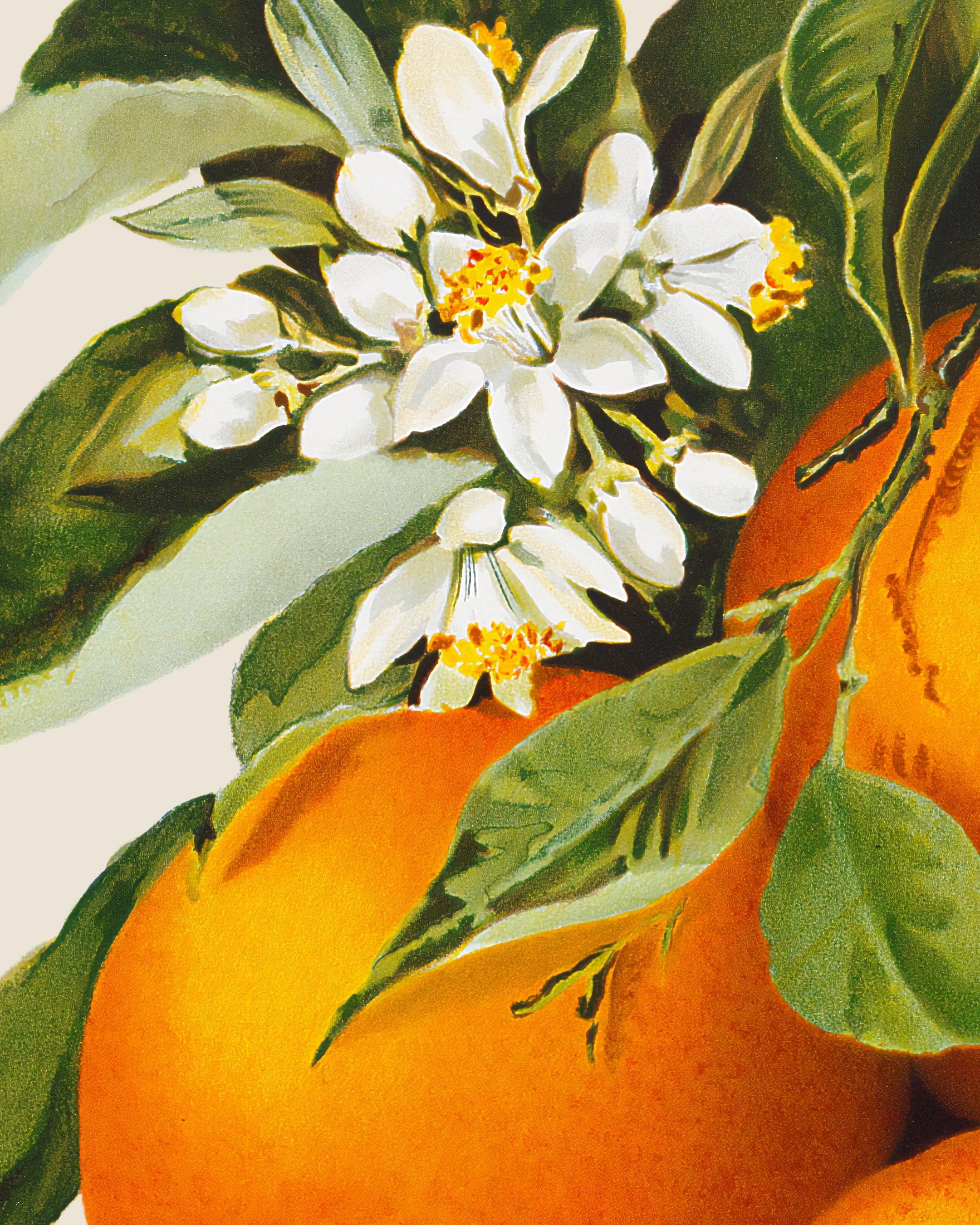 Poster Oranges